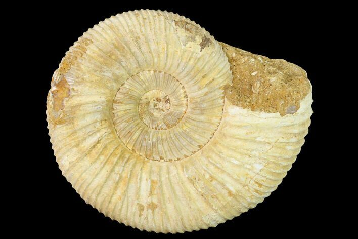 Jurassic Ammonite (Perisphinctes) Fossil - Madagascar #140421